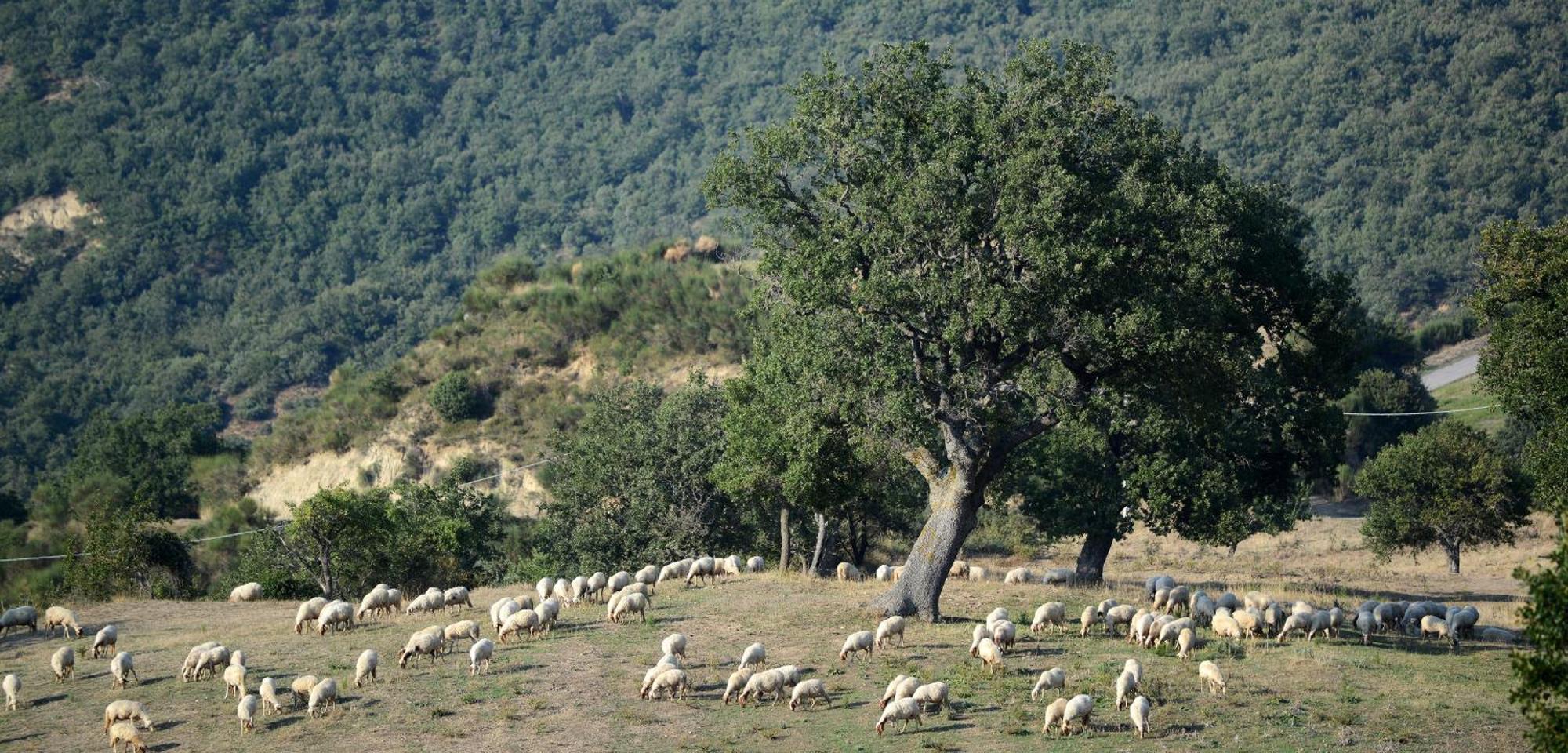 Agriturismo Masseria Castiglione Gallicchio Eksteriør bilde
