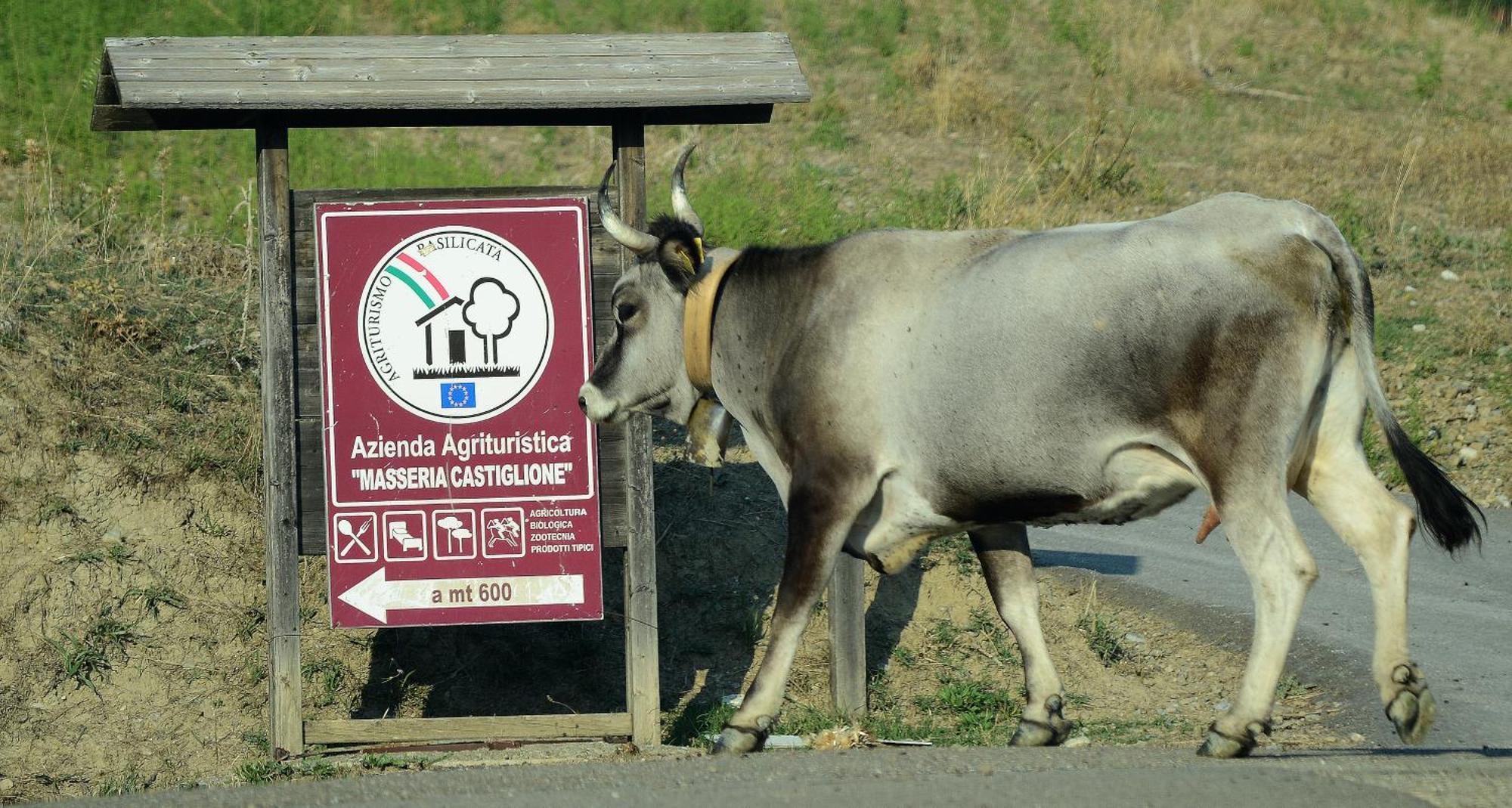 Agriturismo Masseria Castiglione Gallicchio Eksteriør bilde